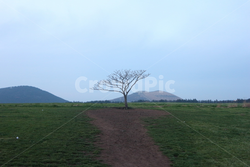 나무,나홀로나무,자연,쓸쓸함,외로움,길,제주도,새별오름,tree,식물,자연,풍경,nature,landscape