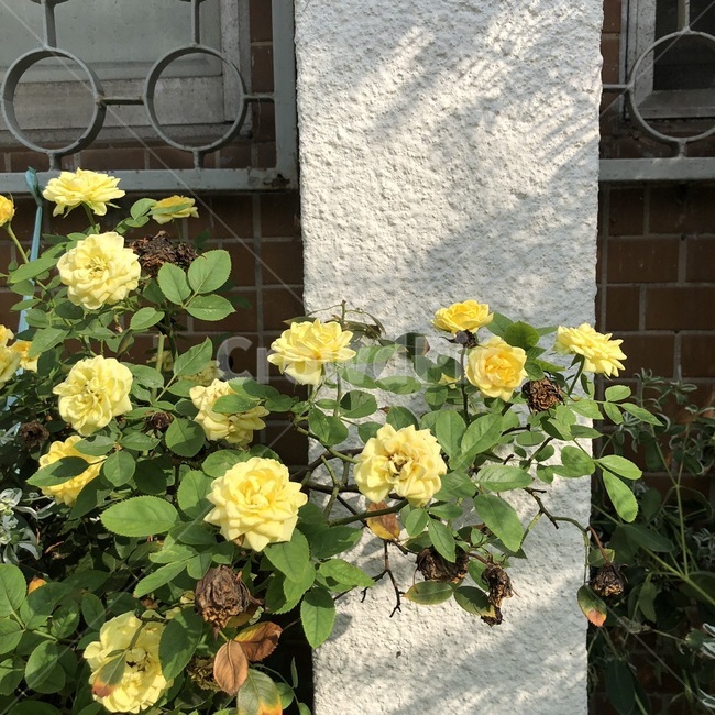 flower,식물,plant,꽃,blossom,노란꽃