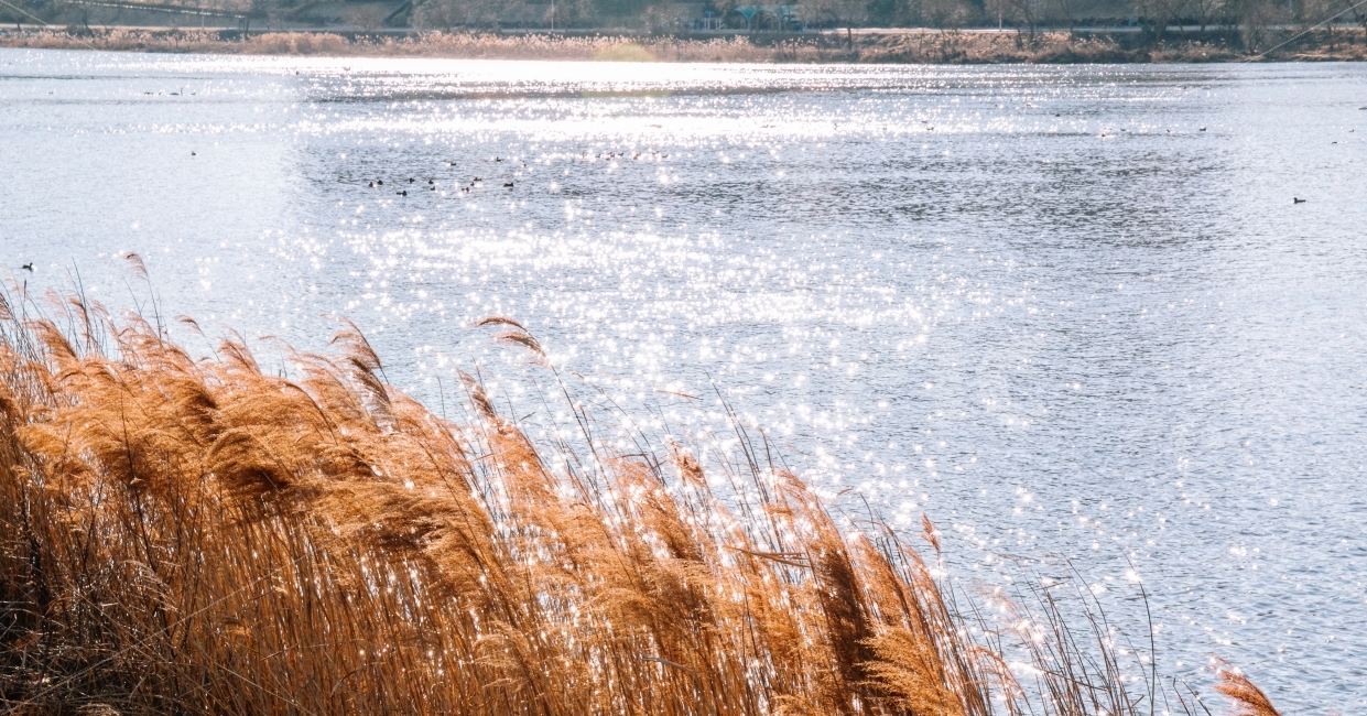 강,겨울,갈대,오리,감성,풍경,동물,해,햇빛,자연,풍경,nature,landscape,겨울,계절,winter,season,휴식,힐링,rest,relaxation,healing,plant,식물,grass,잔디,lawn,reed