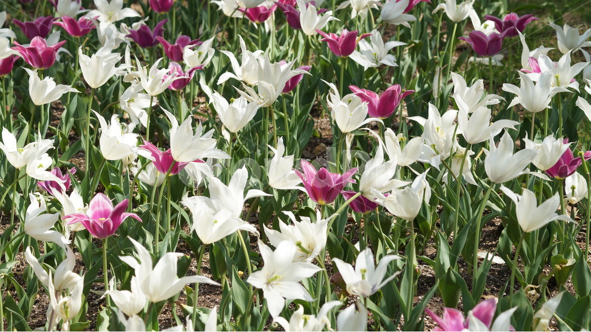 꽃,봄꽃,자연,풍경,튜울립,봄,계절,spring,season,식물,자연,plants,nature,꽃,flower,plant,blossom
