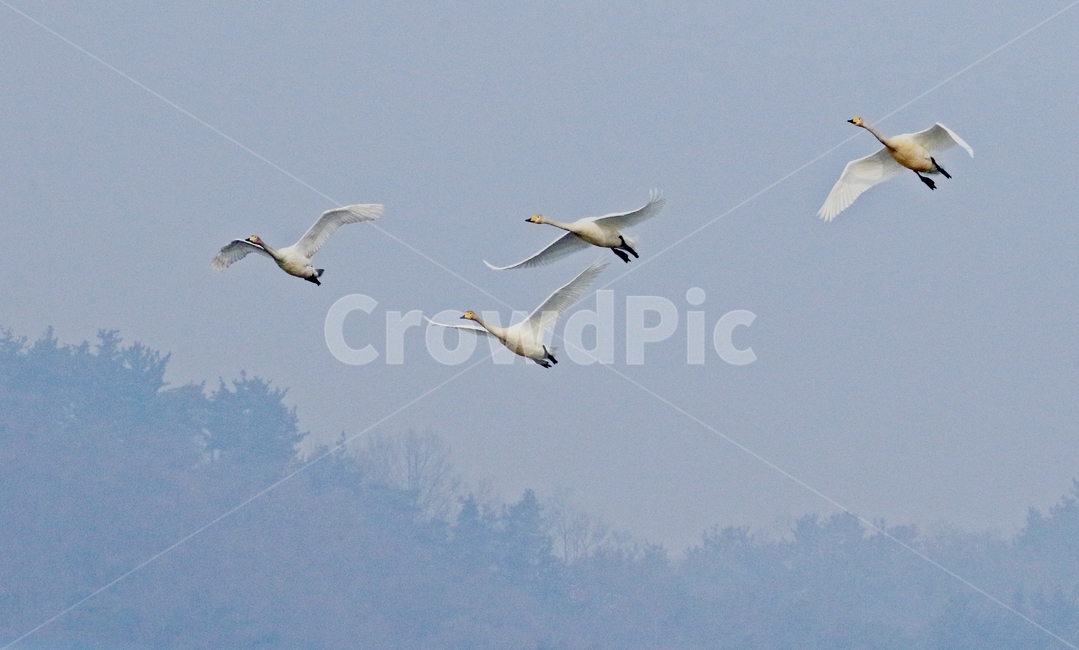 고니,새,백조,bird,동물,동물,animal,조류,새,birds