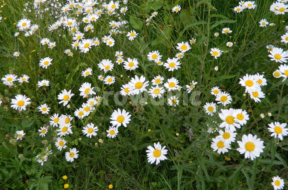 plant,식물,blossom,꽃,daisy,daisies,데이지
