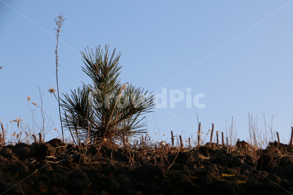 자연풍경,소나무,가을,pinetree,naturalscenery,식물,자연,plants,nature,나무,trees,wood