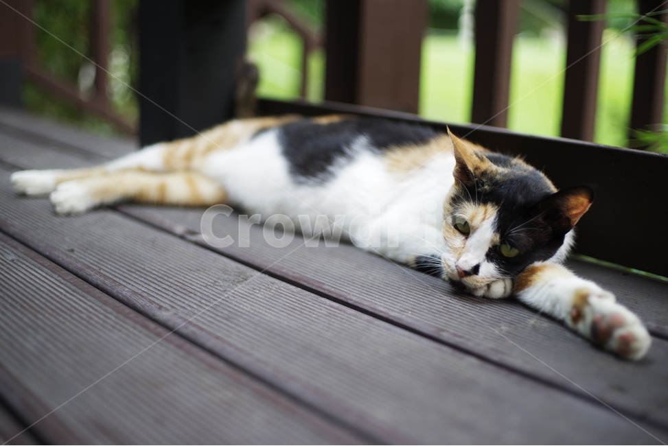 고양이,길고양이,길냥이,동물,야생동물,야생,자연,생물,귀여움,포유류,생명,애완동물,cat,kitty,kitten,cute,lovely,adorable,pet,animal,wild,wildlife,wildanimal,street,streetcat,stray,straycat,동물,animal,포유류,mammal,고양이,cat,kitten,kitty