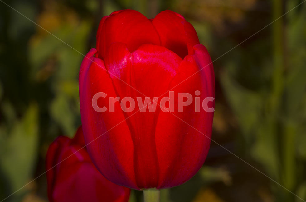 빨간꽃,빨강꽃,튤립,튜울립,tulip,꽃송이,봄꽃,봄,빨강,빨간튤립