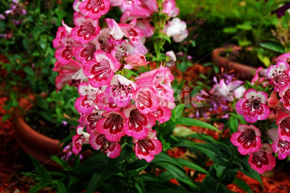 plant,식물,blossom,flower,꽃,빨간꽃,분홍꽃