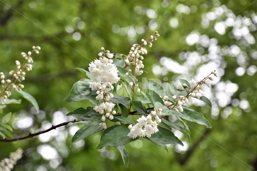 식물,자연,숲,꽃,나무가지,식물,자연,plants,nature,꽃,flower