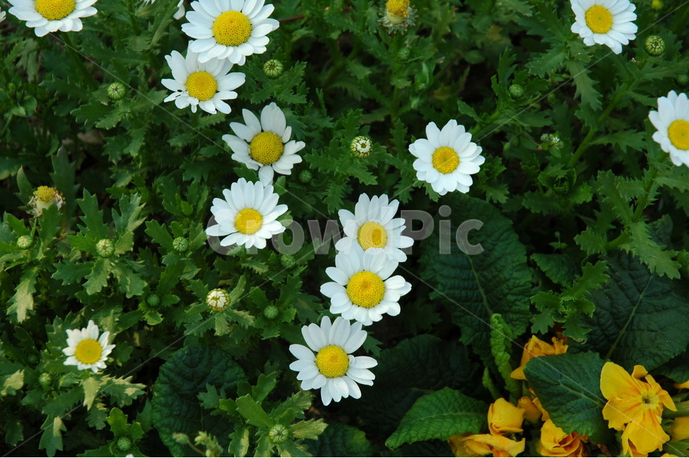 옥스아이데이지,oxeyedaisy,whitedaisy,marguerite,국,식물,자연,plants,nature,꽃,flower