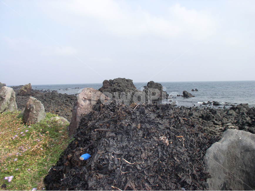 제주도풍경,제주도해안풍경,제주도돌담,제주도밭,koreajejuislandlandscape,koreainternationalroad,koreainternationalcapitalollehroad