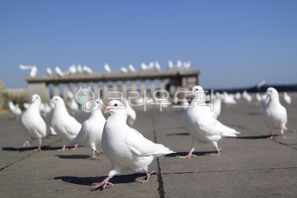 비둘기,흰색,하얀색,동물,흰비둘기,dove,pigeon,하얀비둘기,조류,하얀,평화,순수,birds,bird,새,animal,공원,흰