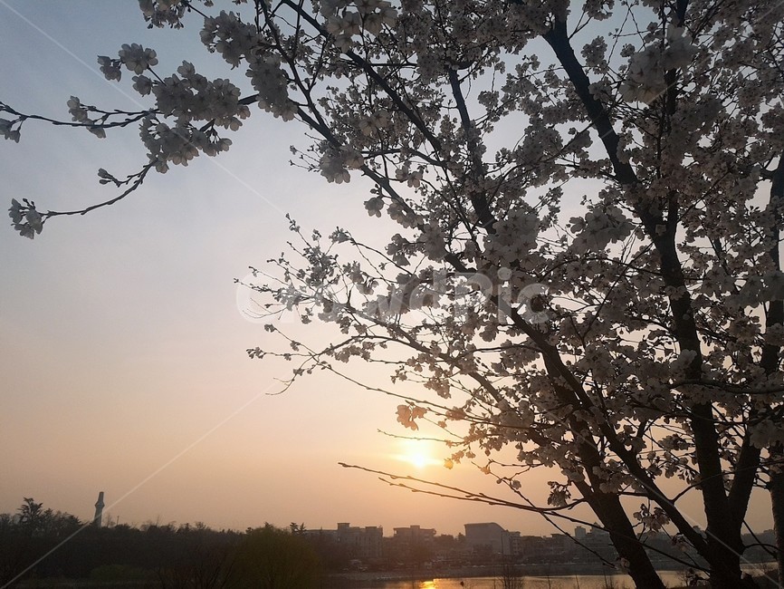 sunlight,햇빛,light,빛,nature,자연,벚꽃,cherryblossom,노을,풍경,식물,자연,plants,nature,꽃,flower