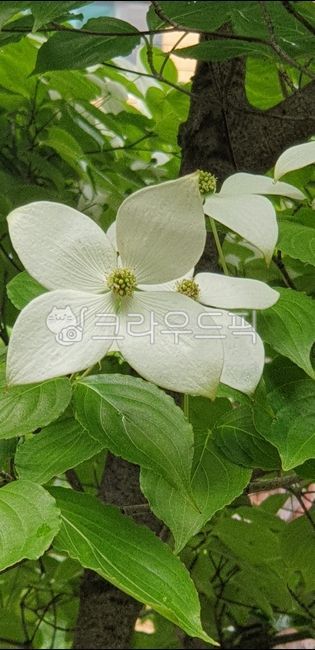 white flower,green,tree,flower tree,dogwood tree,leaf,flower,petal,leaves,white,plant