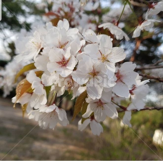 벚꽃,벚꽃놀이,분홍색,봄,벚꽃축제,강,식물,자연,plants,nature,꽃,flower