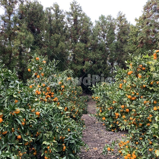 감귤,제주,과일,감귤밭,겨울,과일,열매,fruit