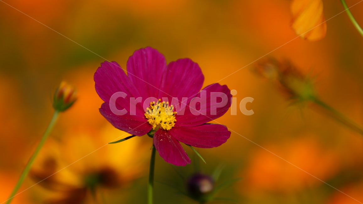 꽃,꽃길,코스모스,코스모스축제,식물,가을,계절,fall,autumn,season,식물,자연,plants,nature,꽃,flower,plant,geranium,제라늄,blossom