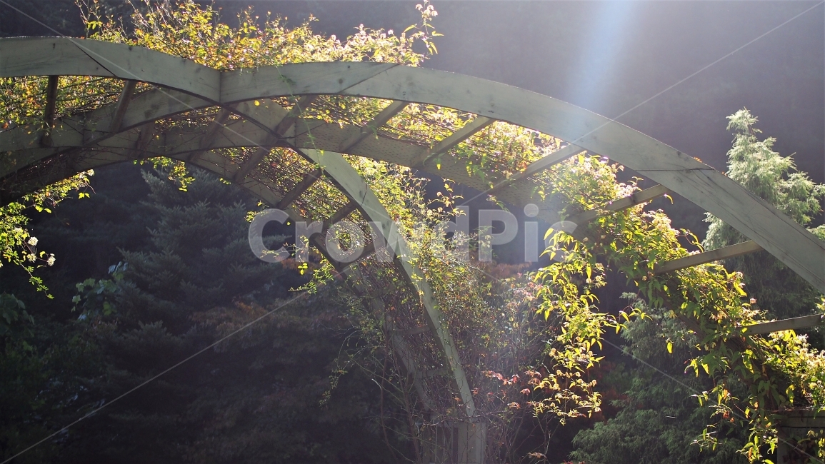햇살,정원,식물,나무,역광,자연,풍경,아침,숲,초록색,green,sunlight,morning,tree,garden,식물,자연,plants,nature,휴식,힐링,rest,relaxation,healing