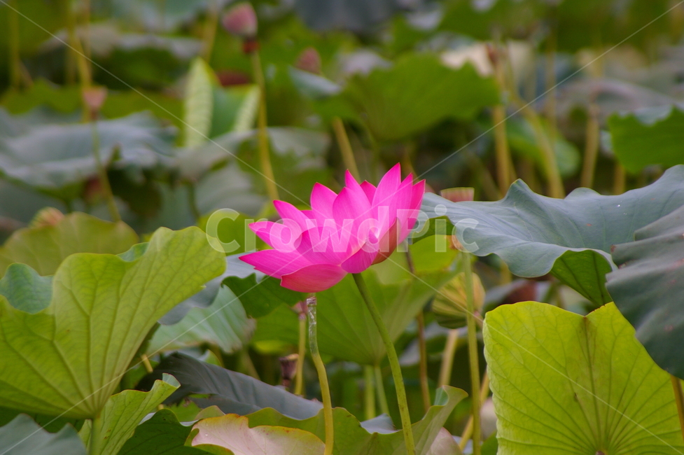 연못,초록,클로즈업,접사,plant,식물,blossom,flower,꽃,leaf,잎,연꽃,식물,자연,plants,nature,꽃,flower