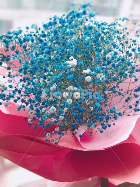 꽃,안개꽃,파란꽃,파란안개꽃,예쁜꽃,이쁜꽃,파란색꽃,파란색안개꽃,꽃,flower,기념일,축하,anniversary,congratulation,celebrate,celebration