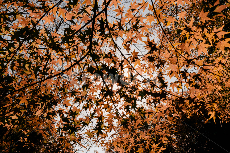 단풍,가을,자연,식물,풍경,나무,가을,계절,fall,autumn,season,leaf,잎,plant,tree