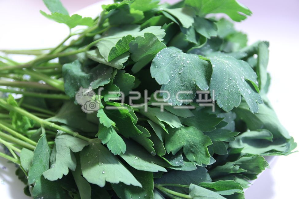 Herbs,windproof,Ssam vegetables,seasonal vegetables,windbreak greens