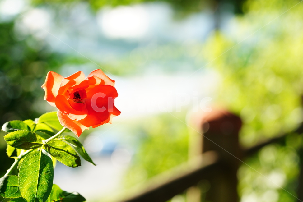 꽃,플라워,색감,식물,생명,생물,flower,컬러,장미,rose,식물,자연,plants,nature,꽃,flower