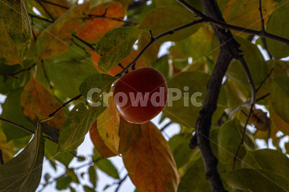 감,단감,감나무,과일,열매,persimmon,persimmontree,가을,계절,fall,autumn,season,과일,열매,fruit,plant,식물,food,음식,apricot,살구