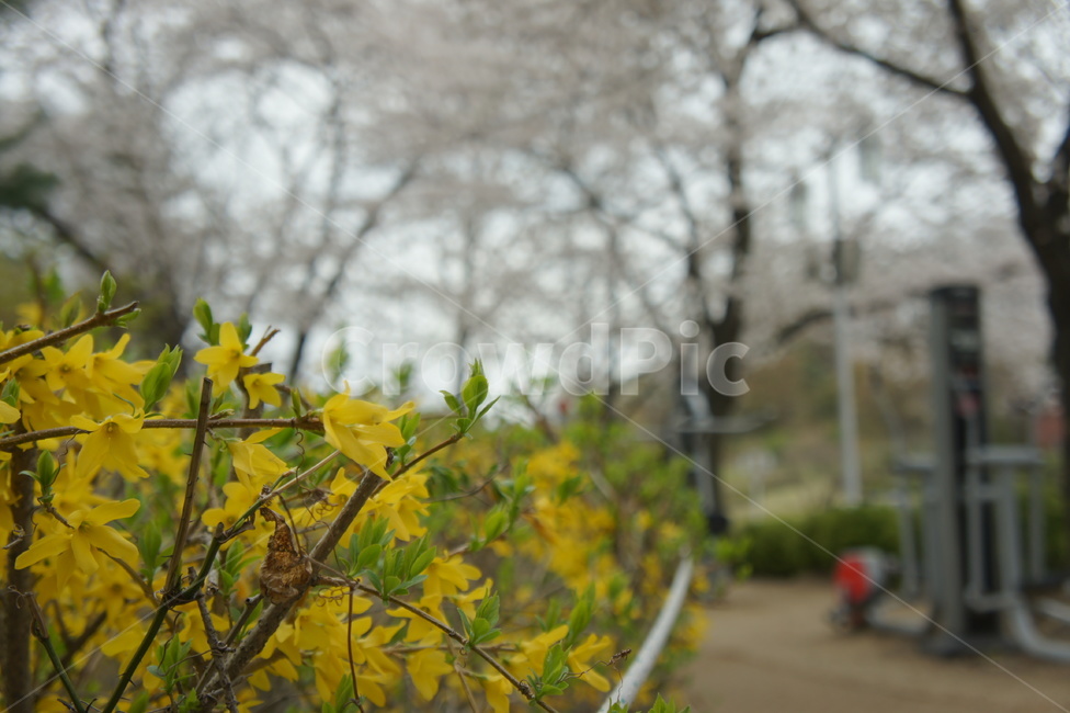 식물,plant,개나리,벚꽃,나무,꽃,flower,식물,자연,plants,nature,꽃,flower