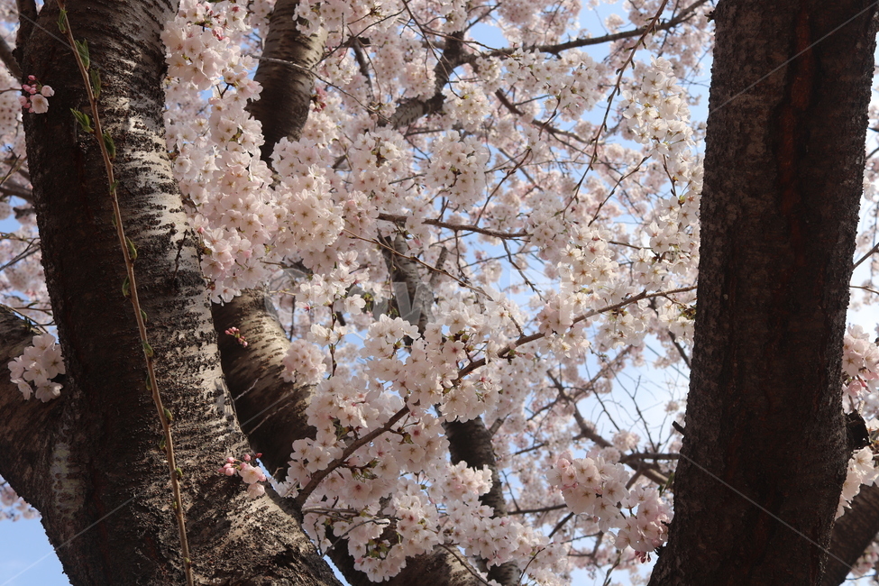 벚꽃,cherryblossom,blossom,plant,꽃,식물,flower,고흥