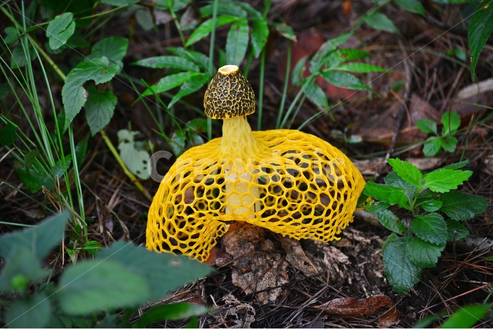 plant,식물,fungus,진균류,버섯,망태,망태버섯,노랑,노랑망태버섯,독버섯,여름,계절,습지,포자,자연,버섯,mushroom