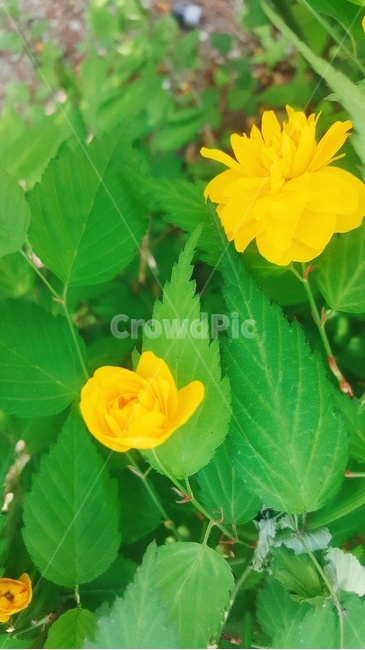 자연,초록,동네,꽃,노랑,식물,자연,plants,nature,꽃,flower