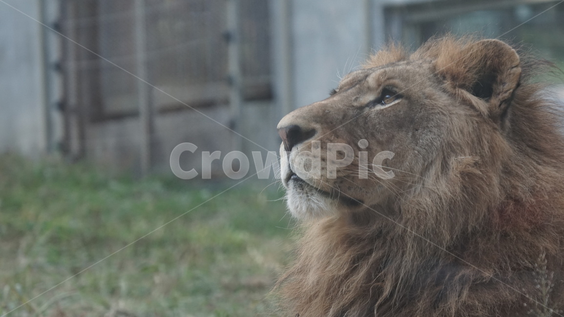 lion,사자,animal,동물,wildlife,야생동물,mammal,포유류,동물원,백수의왕,동물,animal,포유류,mammal