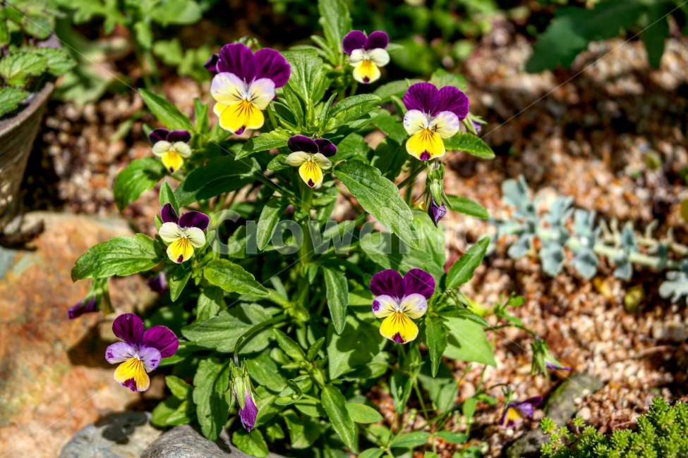 꽃,재비꽃,여행,일상,풍경,초록,식물,자연,plants,nature,꽃,flower