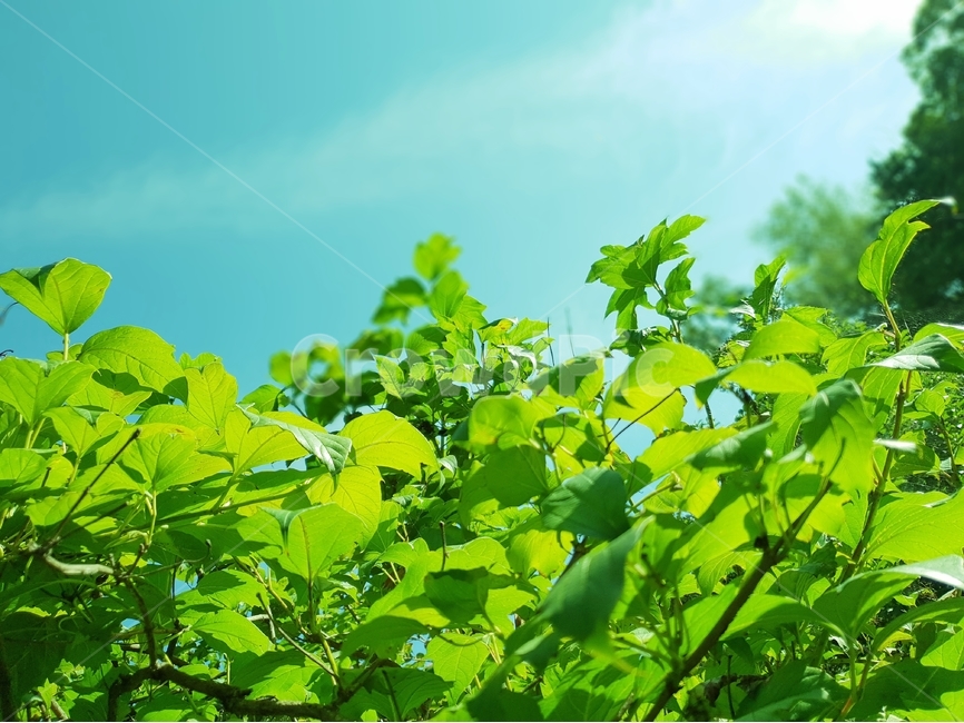 초록,나무,여름,식물,계절,자연,nature,plant,abstract,background,treeleaf,tree,식물,자연,plants,nature