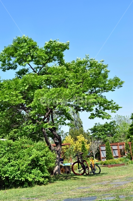 자전거,나무,풍경,공원,하늘공원,올림픽공원,자연,풍경,nature,landscape,tree,plant,식물,bicycle,transportation,교통,vehicle,차량,bike,tree trunk,나무 줄기,machine,기계,wheel,바퀴