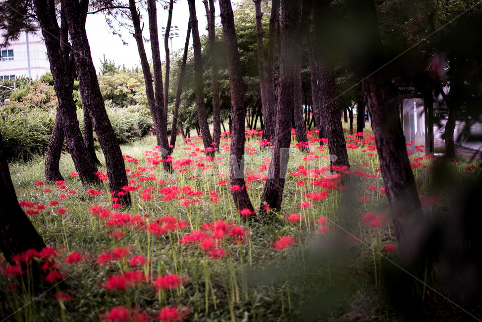 꽃무릇,상사화,꽃,붉은꽃,가을꽃,자연,풍경,nature,landscape,식물,plants,꽃,flower,나무,trees,wood,plant,tree