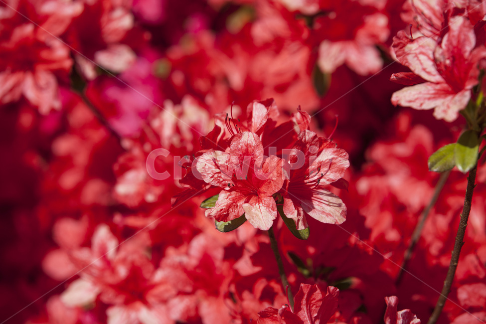 영산홍,진달래,빨간진달래,빨간꽃,봄,꽃,식물,자연,식물,자연,plants,nature,꽃,flower