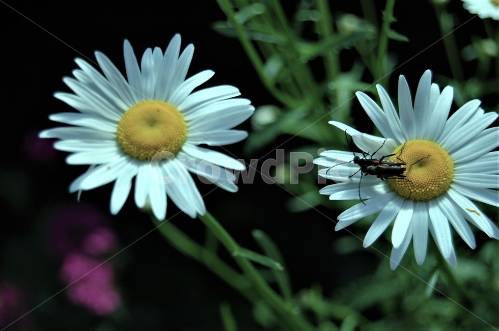 들꽃,꽃,flower,교미,곤충,번식,데이지,plant,식물,자연,nature,식물,자연,plants,nature,꽃,flower,곤충,벌레,insect,bug