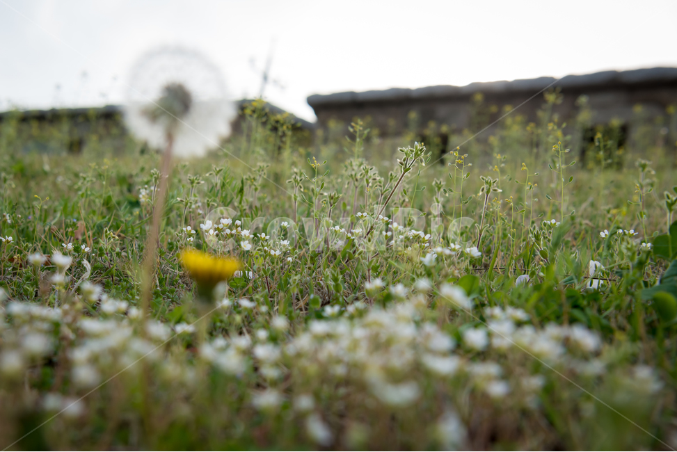 봄,자연,야외,공원,spring,nature,민들레,꽃,계절,식물,풍경,빛,season,plants,flower,감성,sensible,feeling,녹색,green,노랑,yellow