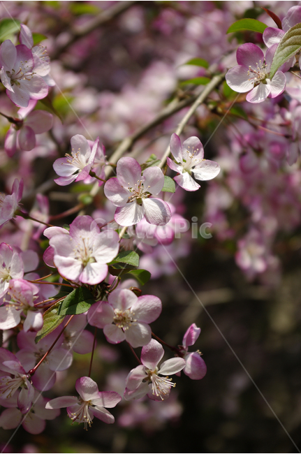 꽃해당,꽃,봄,봄날,봄풍경,봄꽃,감성,spring,flower,분홍색,봄길,산책,봄나들이,봄,계절,spring,season,식물,자연,plants,nature,꽃,flower,plant,blossom,geranium,제라늄,cherry blossom,벚꽃
