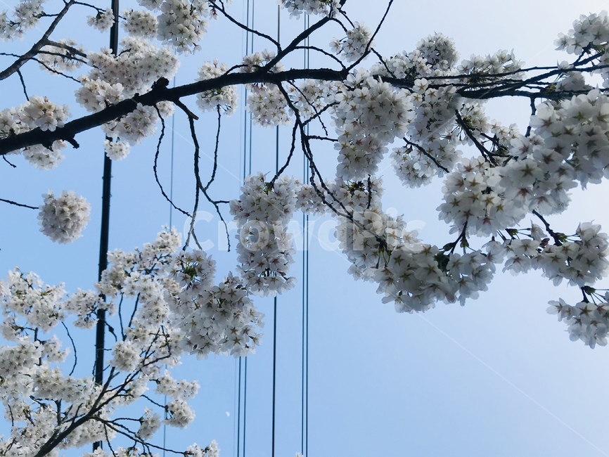 plant,식물,cherryblossom,벚꽃,flower