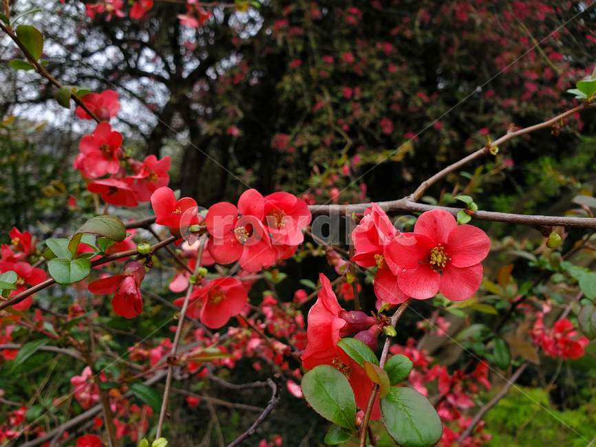 모과,모과나무,chaenomeles,꽃,명자