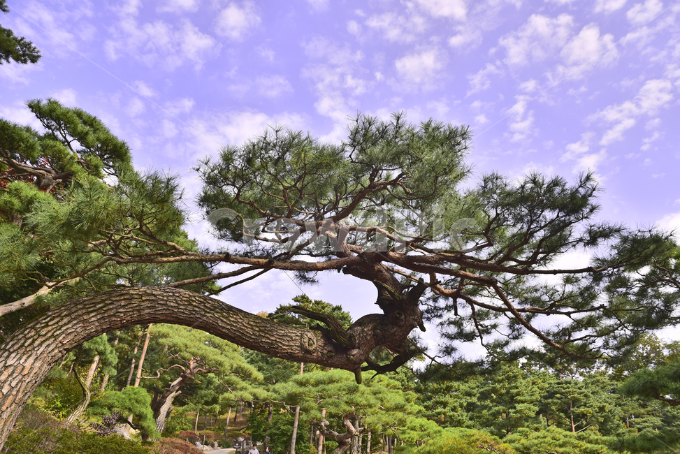 소나무,화담숲,정원,가든,수목원,침엽수,상록수,파인트리,pinetree,forest,green,tree,plant,나무,식물,vegetation,초목,background,풍경,배경,백그라운드,한국자연경관,숲,그리너리,자연,네추럴,natural,환경,environment,healing,힐링,한국자연풍경,아웃도어,옥외,야외,outdoor,landscape,자연,풍경,nature,landscape