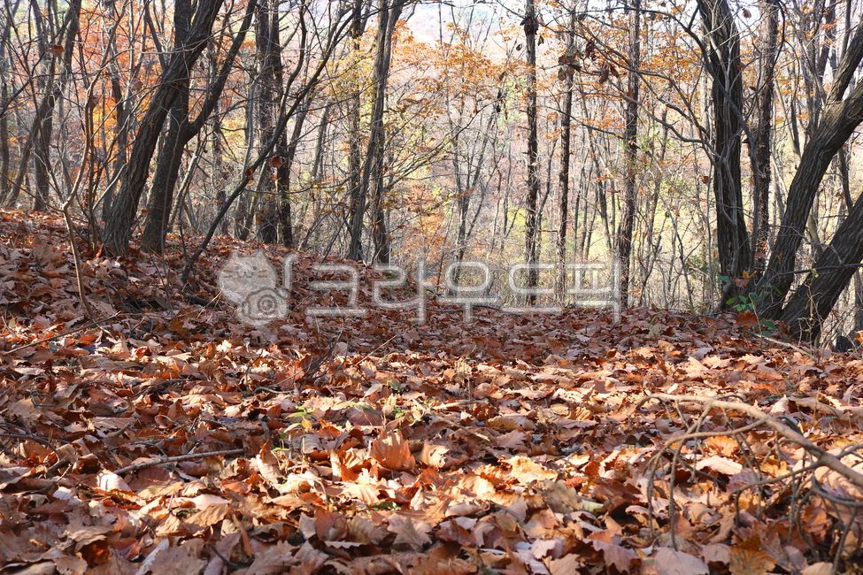 나무,식물,밤나무,상수리나무,도토리나무,잎,나뭇잎,낙엽,자연,참나무,참나무과,겨울,겨울풍경,낙엽수,활엽수,산책로,산책길,가지,나뭇가지,숲,숲속