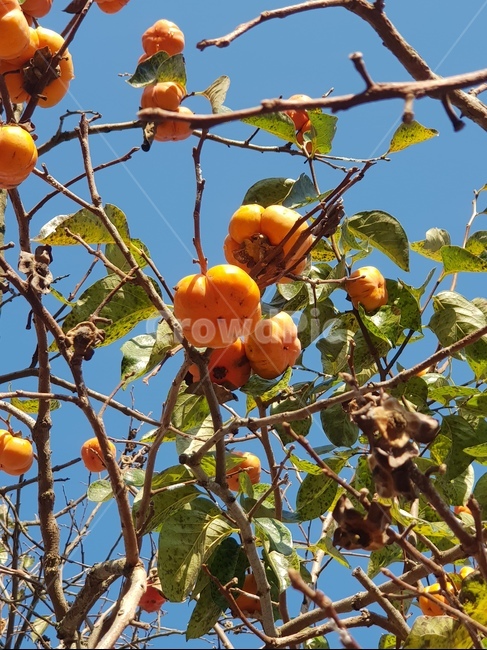 plant,식물,produce,food,과일