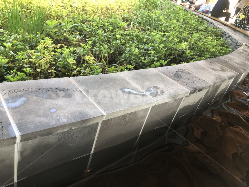 발자국,물길,footprint,식물,plant