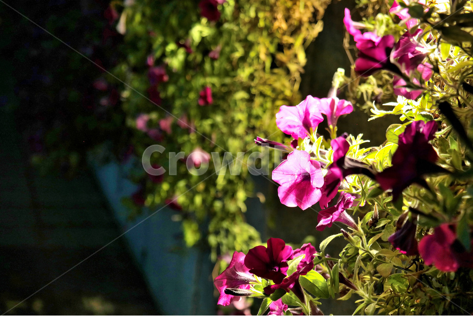 야경,꽃,식물,자연,분홍꽃,식물,자연,plants,nature,꽃,flower
