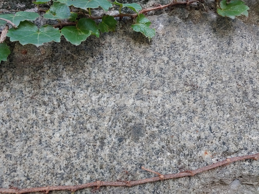 plant,식물,rug,덩쿨,바탕,식물,자연,plants,nature