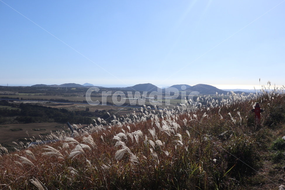 제주도,새별오름,오름,억새,식물,잔디,nature,grass,plant,outdoors,옥외,자연,가을,계절,fall,autumn,season,자연,풍경,nature,landscape,식물,plants,lawn