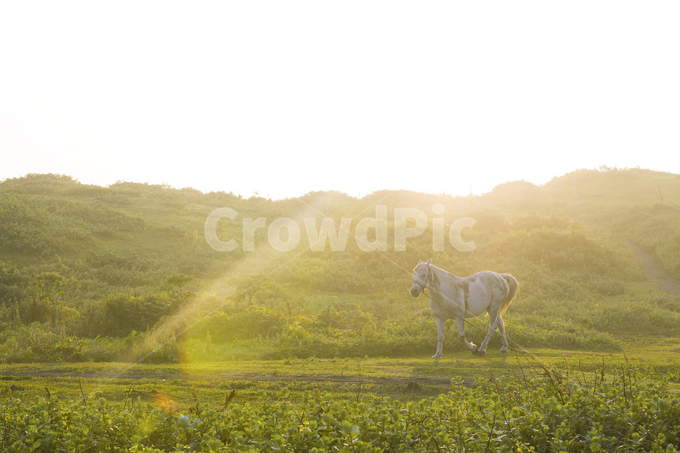 제주도,제주,햇빛,자연,풍경,말,햇살,녹색,jejuisland,jeju,sunshine,light,빛,nature,landscape,horse,green,플레어,flare,sunlight,grassland,field,들,farm,countryside,한지방,rural,농촌,grazing,방목,pasture,목장,ranch,농장,meadow,목초지,동물,animal,포유류,mammal