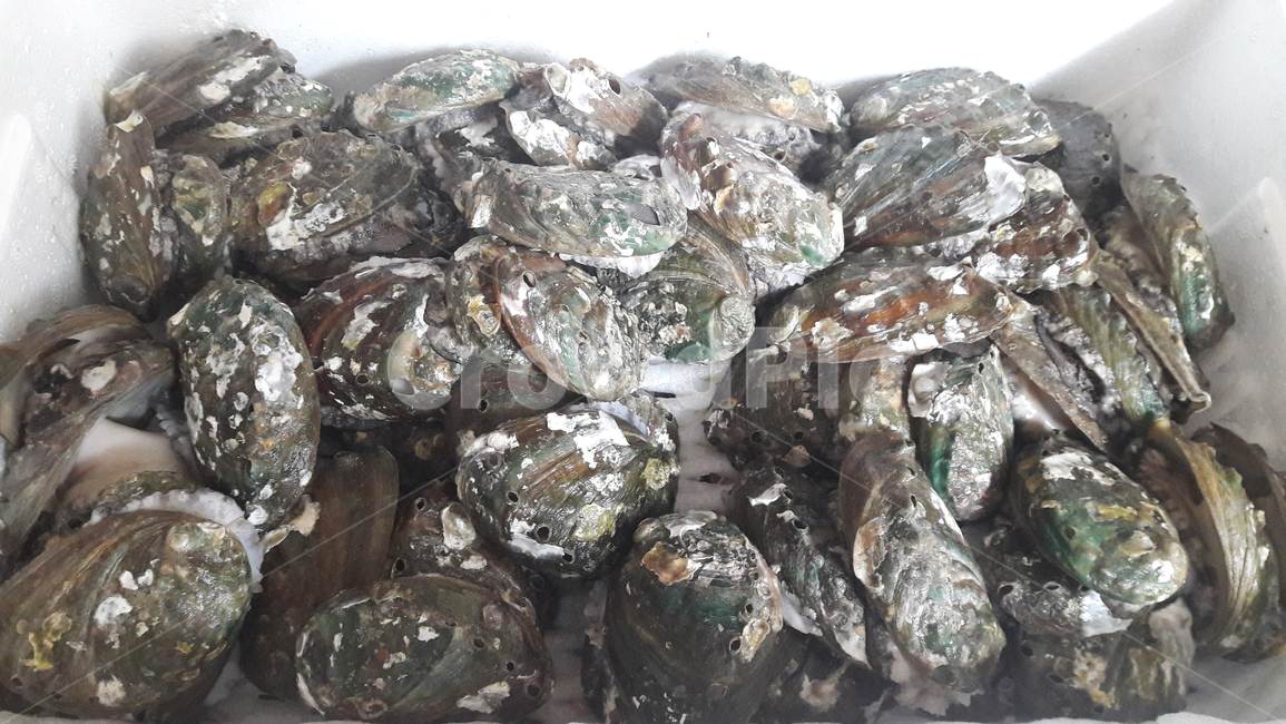 전복,음식,바닷가음식,abalone,food,수산물,해산물,fishery products,seafood